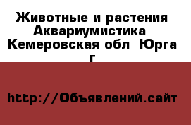 Животные и растения Аквариумистика. Кемеровская обл.,Юрга г.